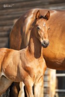 big_51275847_0_130-195