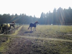 big_31385534_0_250-187