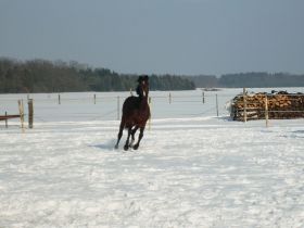 Aufzucht von Jungpferden