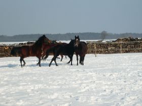 Schnee auf dem Breliendamm