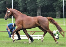 Stutenschau Dobrock 2011